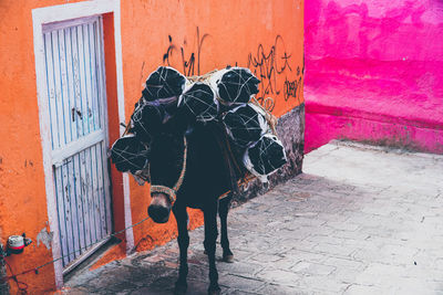 View of donkey carrying cargo while standing by house