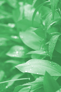 Close-up of water drops on leaves