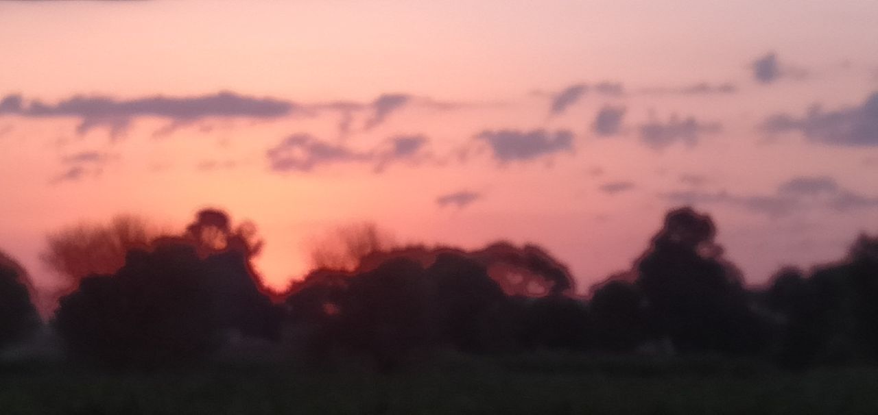 SILHOUETTE TREES ON FIELD AGAINST SKY AT SUNSET