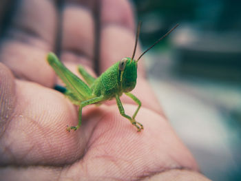 Close-up of hand holding insect