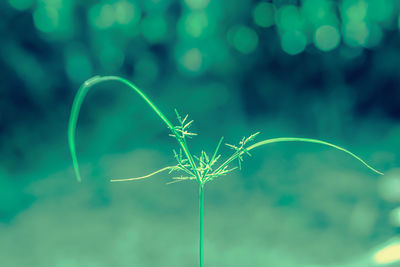 Close-up of plant against sky