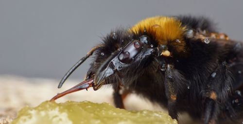 Close-up of bee pollinating flower