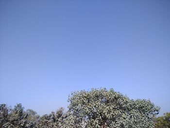 Low angle view of trees against clear blue sky