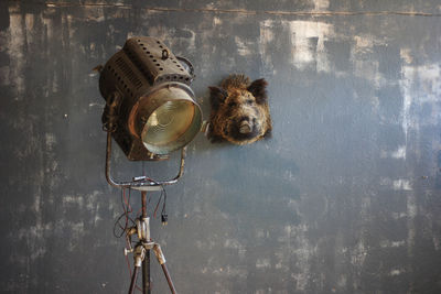 Old projector lamp and stuffed animal head on grey wall
