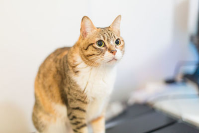 Close-up of cat looking away against white wall