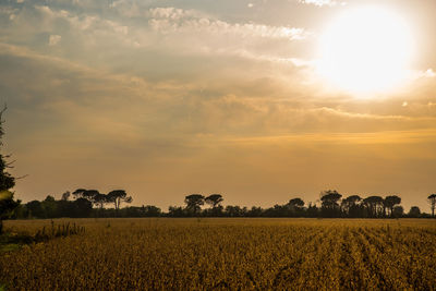 Scenic view of agricultural field against sky during sunset