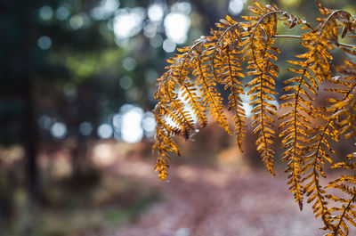 Close-up of tree against blurred background