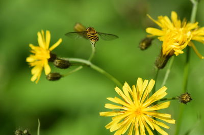 Close-up of bee on yellow flower