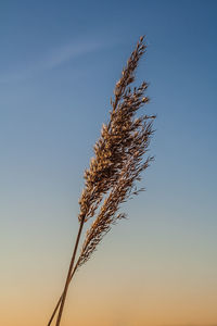 Low angle view of tree against clear sky