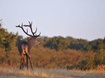 Deer standing on a field