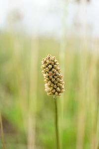 Close-up of purple flowering plant