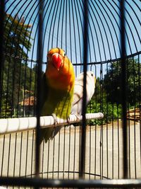 Close-up of parrot in cage
