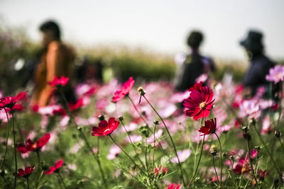 Close-up of pink flowers blooming on field