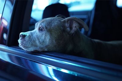 Dog looking out through car window