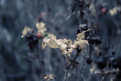 Close-up of wilted plant