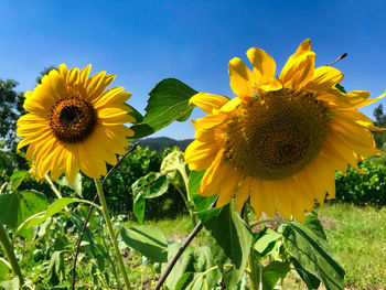 Close-up of yellow sunflower against sky
