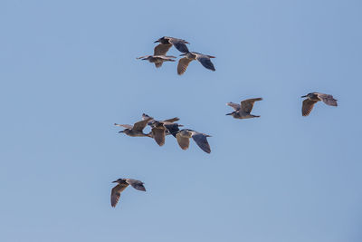 Low angle view of seagulls flying in sky