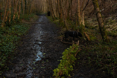 Road amidst trees in forest