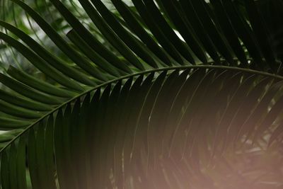 Full frame shot of palm leaves