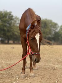 Horse standing in ranch