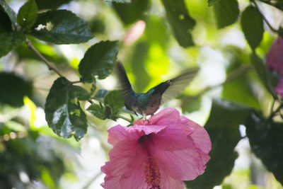 Close-up of flowers