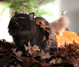 Leaves in autumn