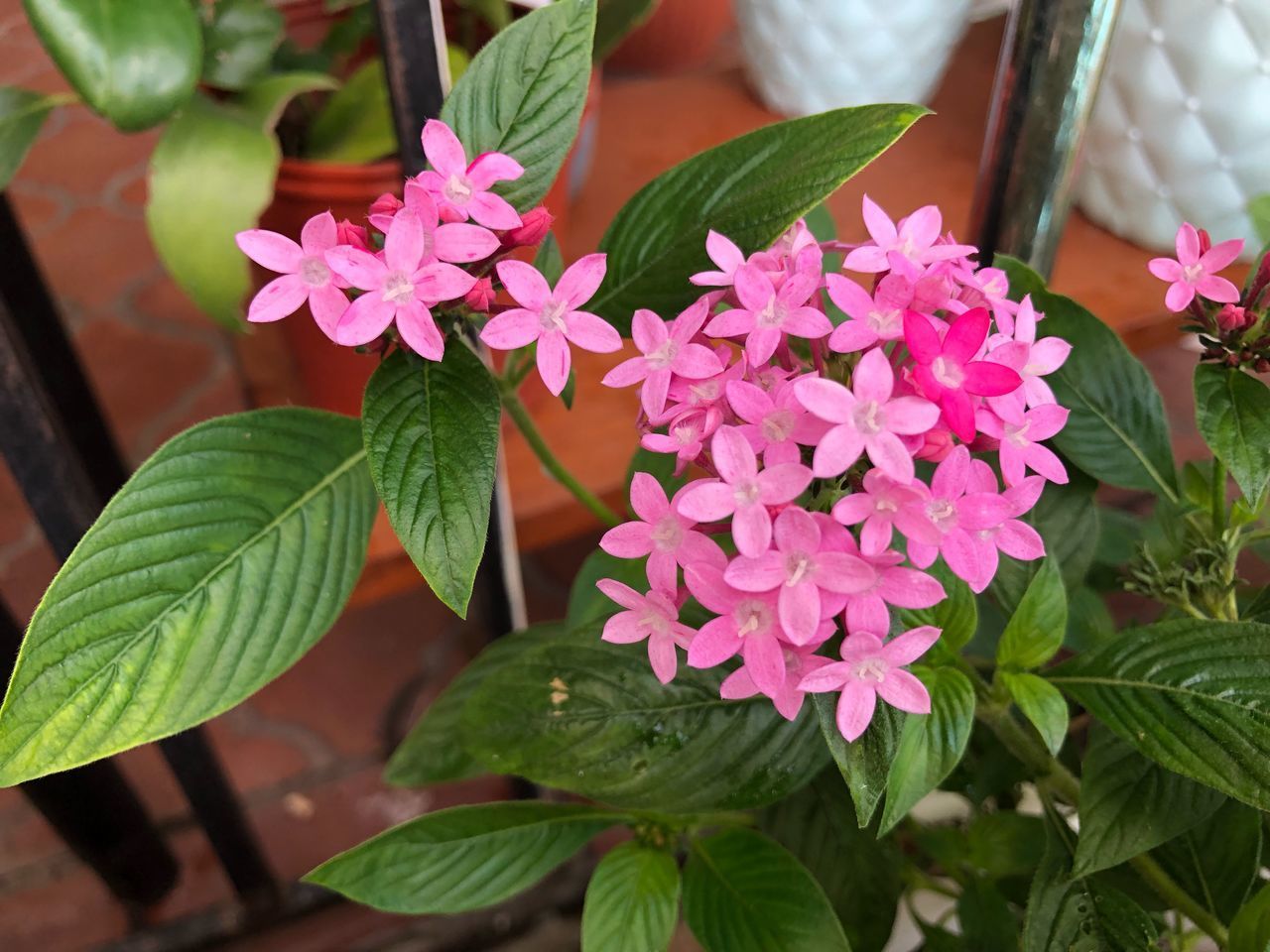 CLOSE-UP OF PINK FLOWERS