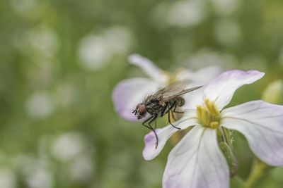 Close-up of insect on purple flower