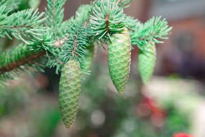 Green cones on a spruce . coniferous evergreen branch