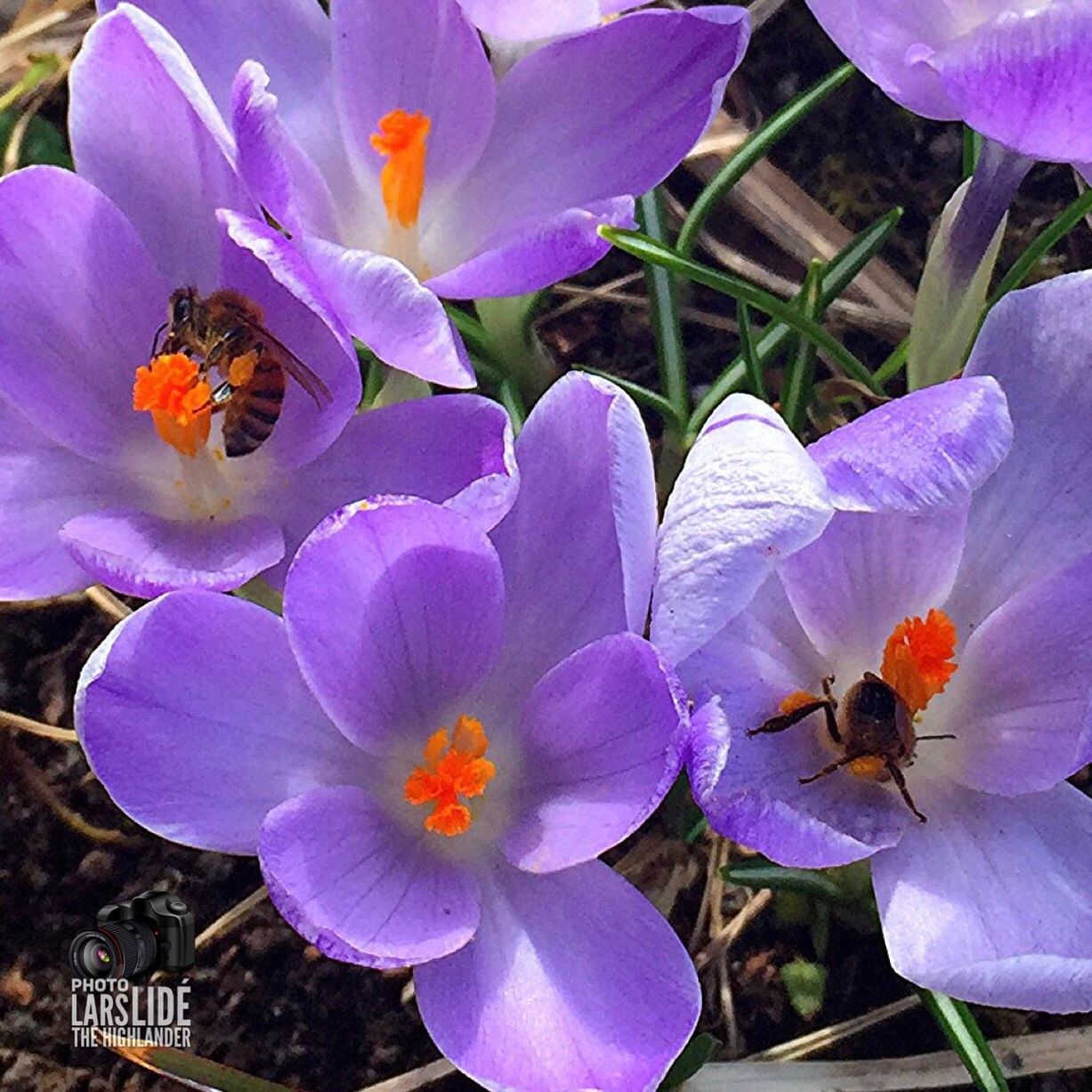 flower, nature, beauty in nature, fragility, petal, freshness, plant, purple, flower head, growth, blooming, day, outdoors, pollen, close-up, no people, insect, crocus