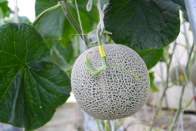 Close-up of strawberry hanging on plant