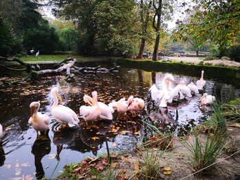 Birds in lake