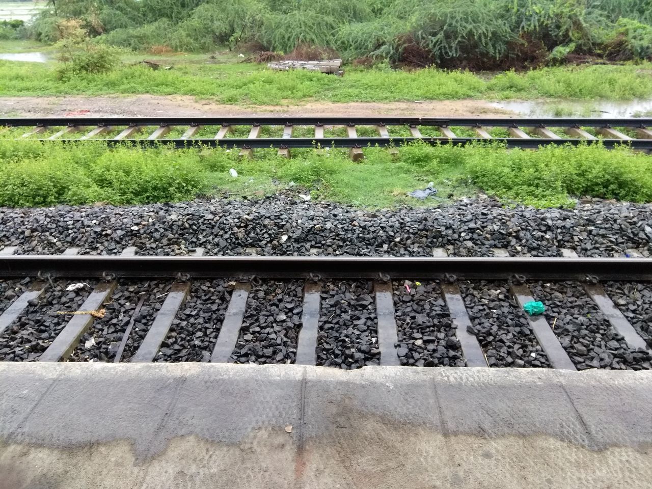 RAILROAD TRACK BY PLANTS