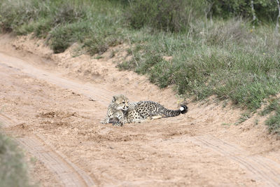 View of zebra crossing