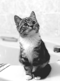 Close-up portrait of cat sitting on floor