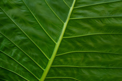 Full frame shot of green leaves