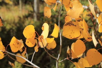 Close-up of yellow leaves