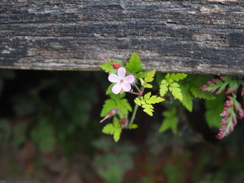 Close-up of pink flowering plant