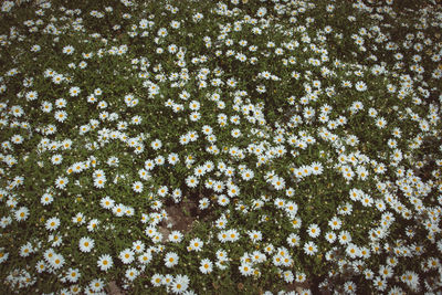 Full frame shot of flowers