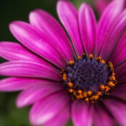 Close-up of pink flower blooming outdoors