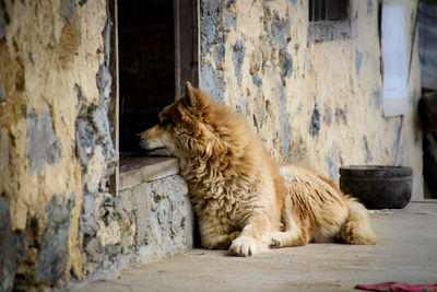 Faithful dog guarding the door of a home