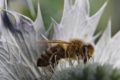 Close-up of bee pollinating on flower