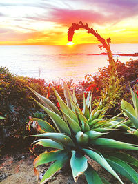 Scenic view of sea against sky during sunset