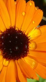 Close-up of sunflower blooming outdoors