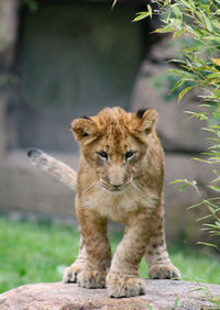 View of a young lion on land