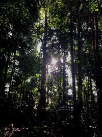 Low angle view of trees in forest