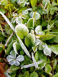 High angle view of frozen plants
