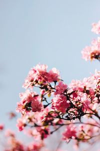 Close-up of pink cherry blossom against sky