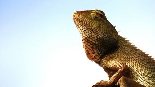 Low angle view of a lizard against clear sky