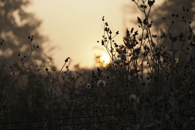 Close-up of flowering plants on field against sky during sunset